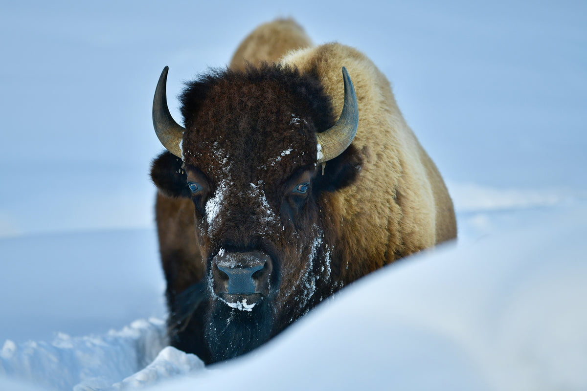 photo-wallpaper-winter-bison