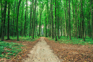 photo-wallpaper-pine-forests