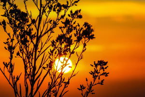 photo-wallpaper-a-shrub-in-the-sunset