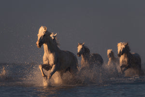 photo-wallpaper-horses-in-sunset-light-x