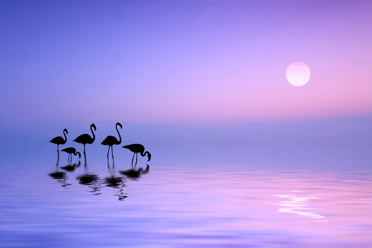 photo-wallpaper-morning-flamingo-x