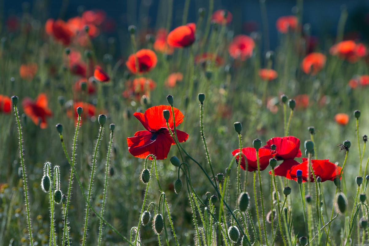 photo-wallpaper-wild-poppy