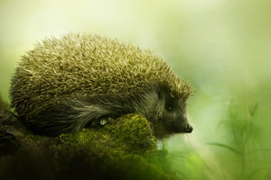 photo-wallpaper-hedgehog-x