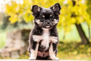 photo-wallpaper-cute-chihuahua-puppy