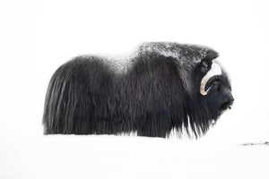 photo-wallpaper-muskox-xzp