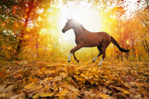 photo-wallpaper-whole-blood-in-autumn-forest