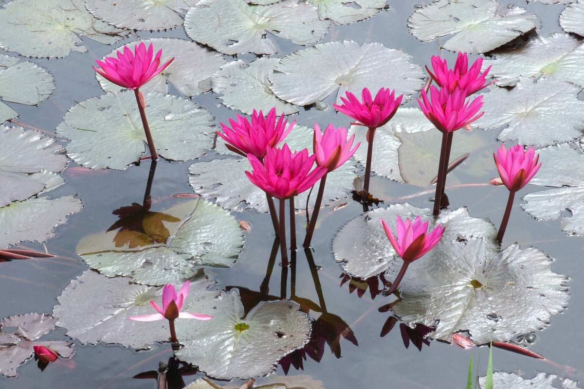 photo-wallpaper-jump-in-the-lily-pond