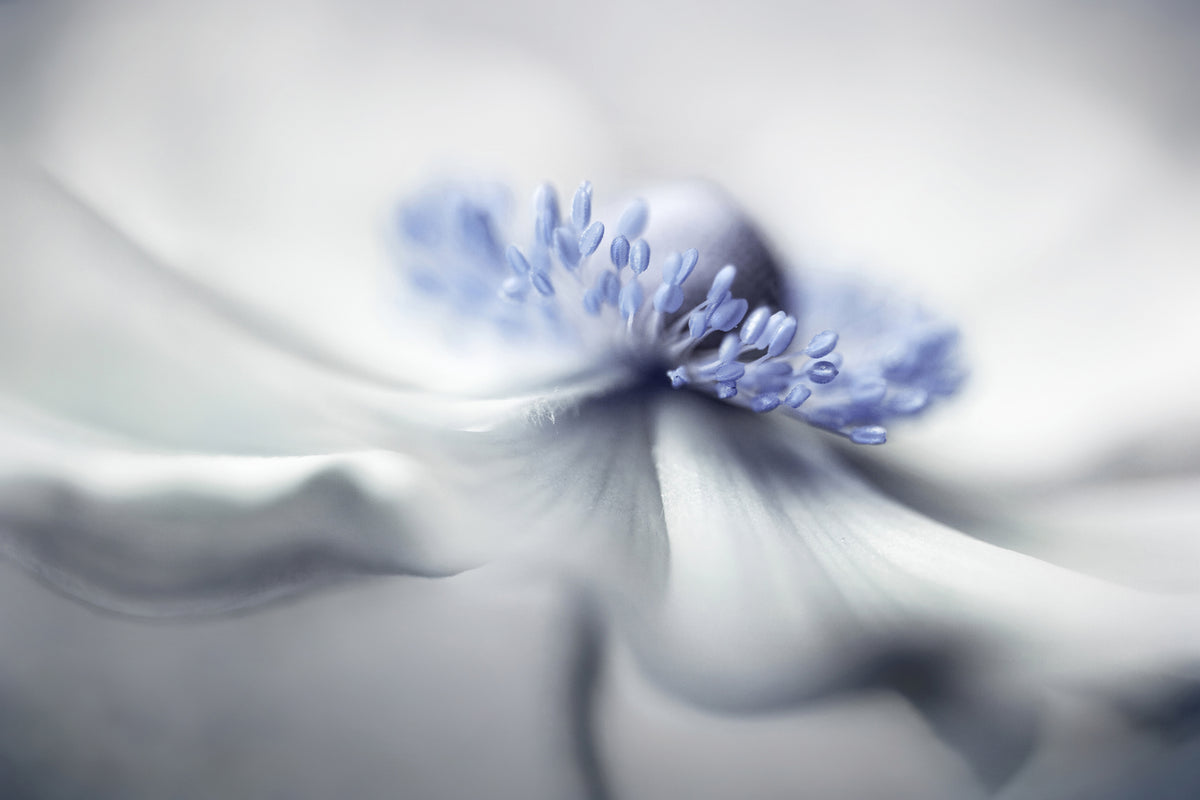 photo-wallpaper-anemone-spirit