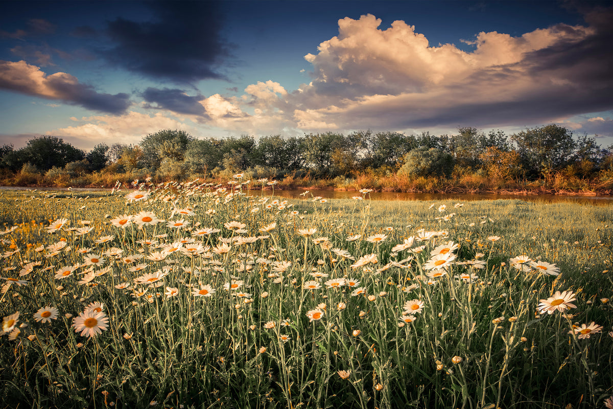 photo-wallpaper-the-ox-on-the-river