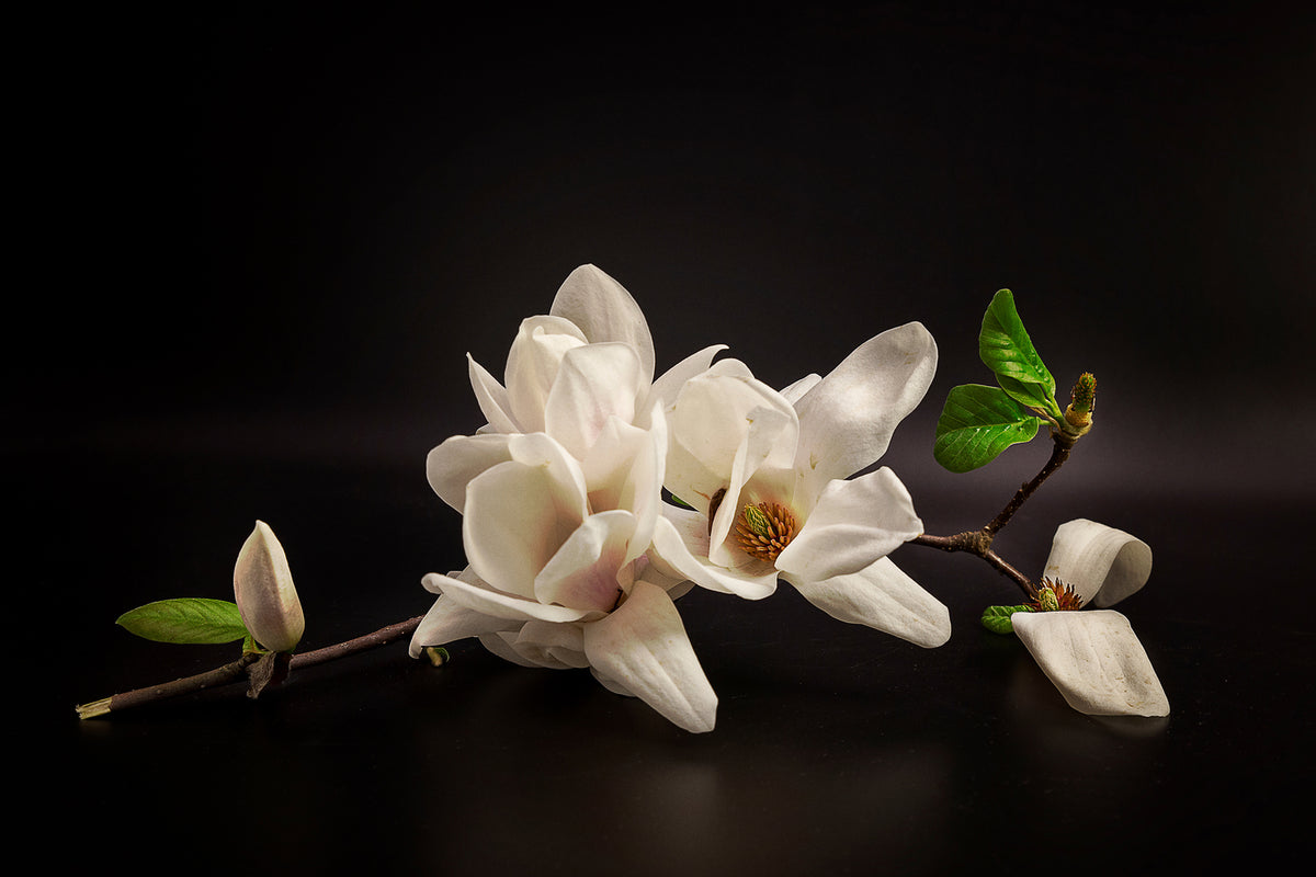 photo-wallpaper-magnolia