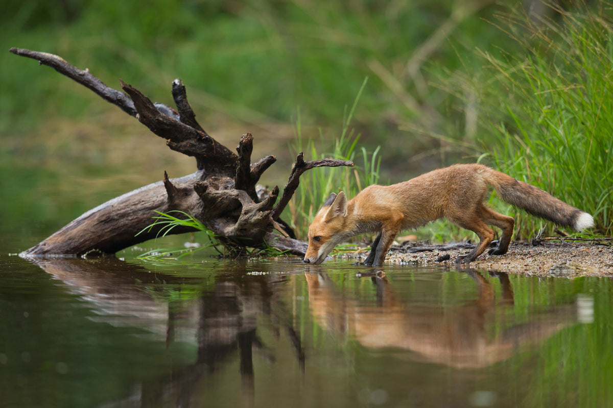 photo-wallpaper-red-fox-ii