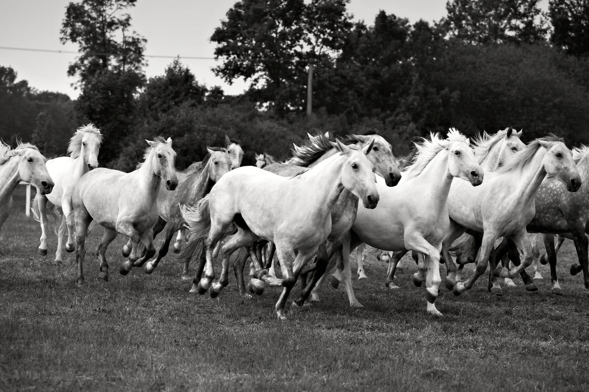 photo-wallpaper-the-mustang-herd