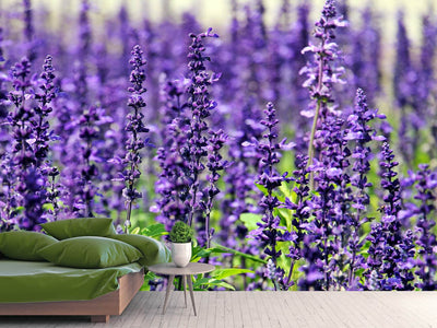 photo-wallpaper-xl-lavender