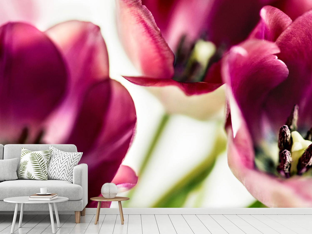 photo-wallpaper-tulip-iv