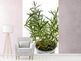 photo-wallpaper-rosemary-in-the-pot