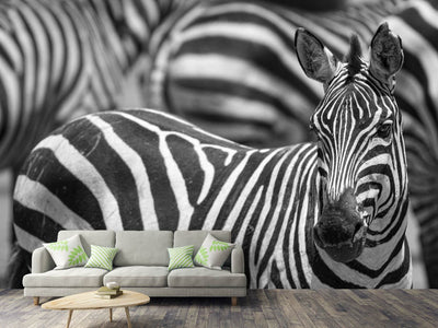 photo-wallpaper-stripes-x