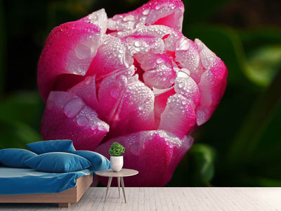 photo-wallpaper-tulip-with-morning-dew-in-xl