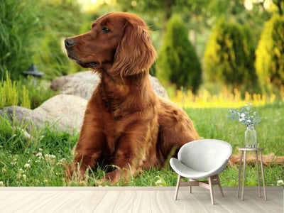 photo-wallpaper-attentive-irish-setter