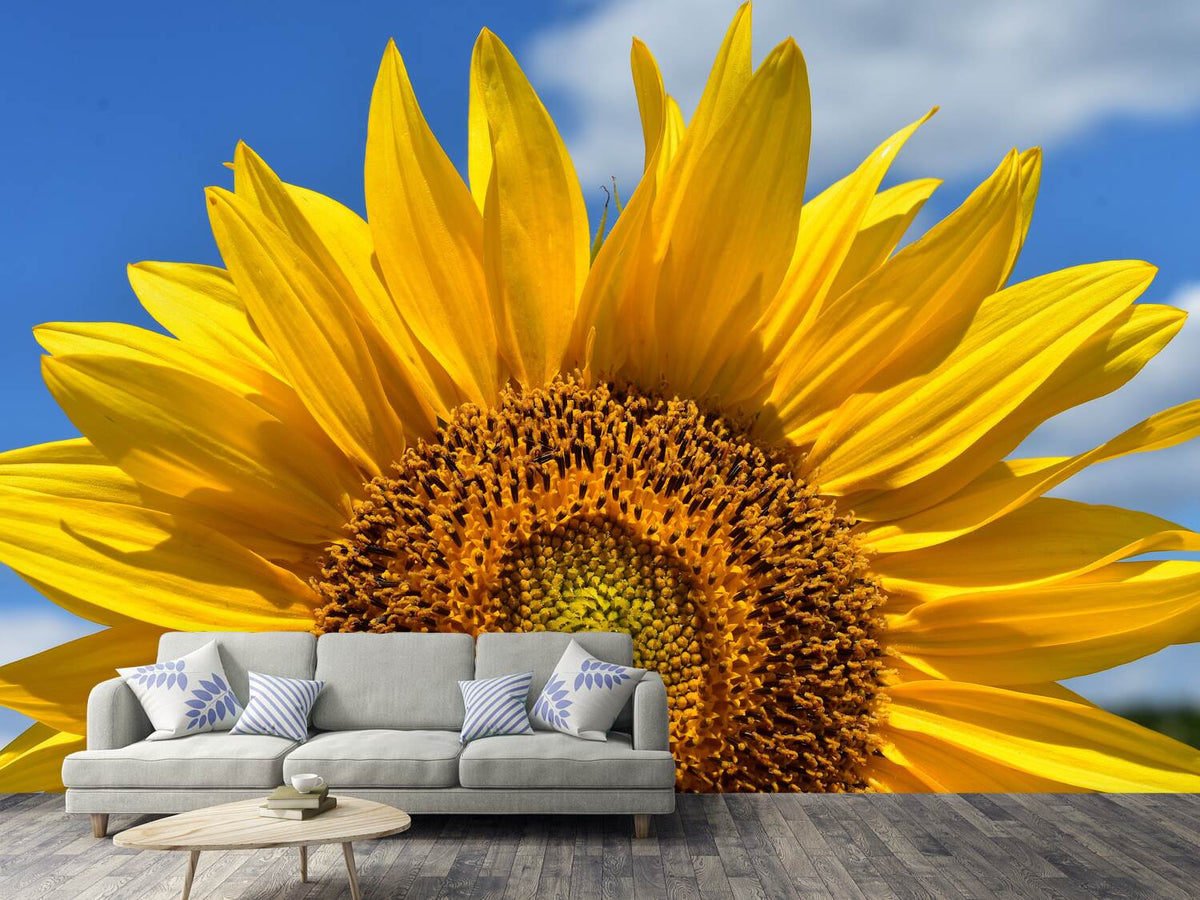 photo-wallpaper-sunflower-in-xxl