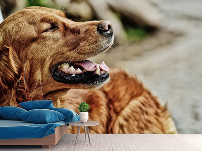 photo-wallpaper-watchful-irish-setter