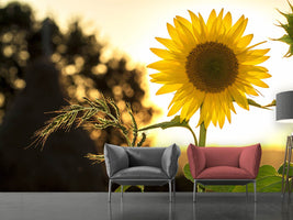 photo-wallpaper-sunflower-in-the-sunrise