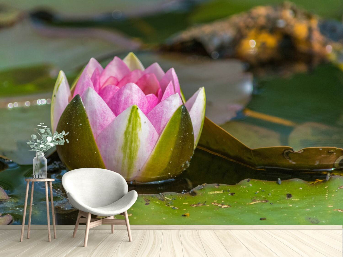 photo-wallpaper-xl-water-lily-in-pink