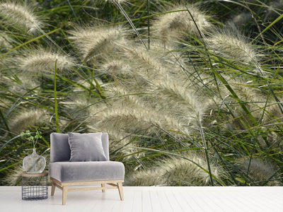 photo-wallpaper-ornamental-grass-in-the-wind