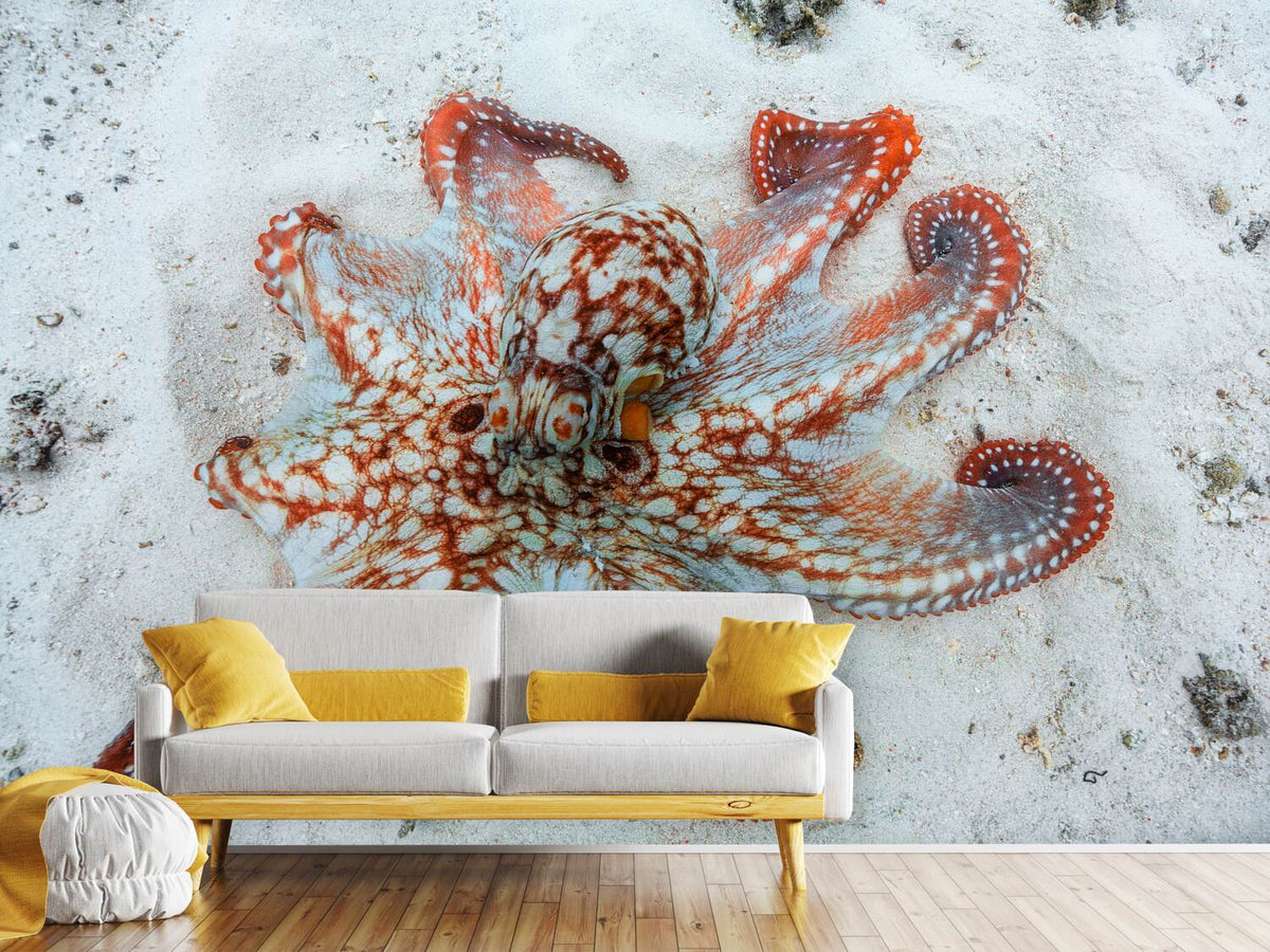 photo-wallpaper-octopus-a