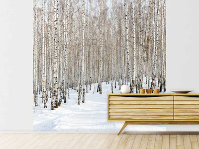 photo-wallpaper-birch-forest-tracks-in-snow