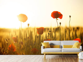 photo-wallpaper-poppy-in-the-sunset