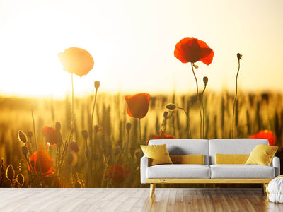 photo-wallpaper-poppy-in-the-sunset