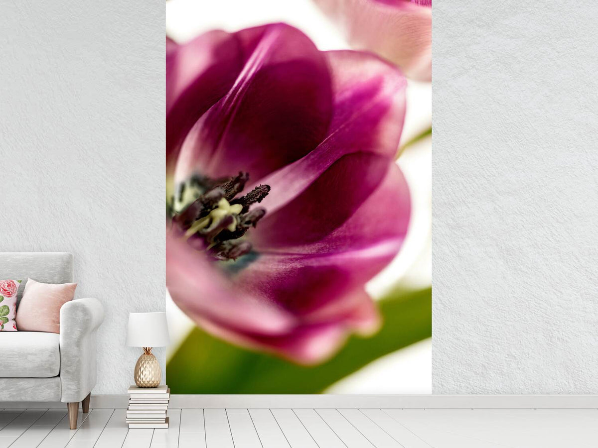 photo-wallpaper-tulip-iii