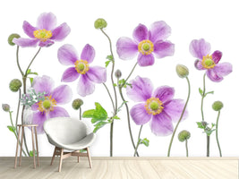 photo-wallpaper-anemone-japonica-x