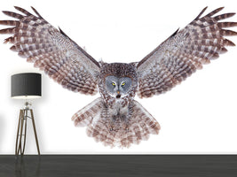 photo-wallpaper-power-great-grey-owl