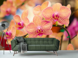 photo-wallpaper-exotic-orchids