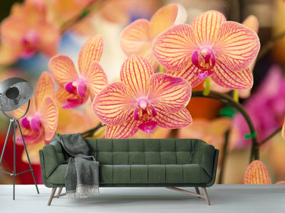 photo-wallpaper-exotic-orchids