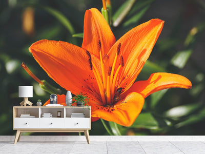 photo-wallpaper-lilies-blossom-in-orange-xl