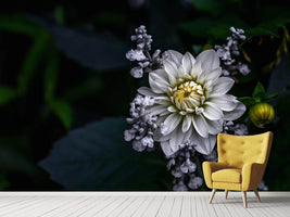 photo-wallpaper-dahlia-flower