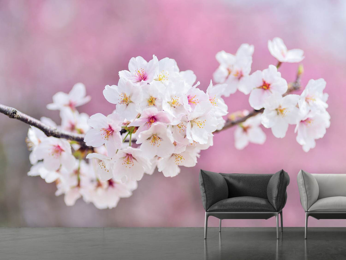 photo-wallpaper-cherry-blossoms-xxl