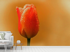 photo-wallpaper-a-tulip-in-the-morning-dew