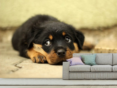 photo-wallpaper-sweet-rottweiler-puppy