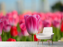 photo-wallpaper-tulip-field-in-pink-red