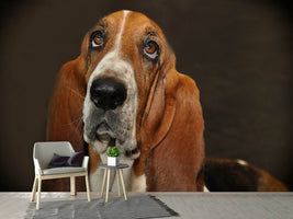 photo-wallpaper-typical-basset