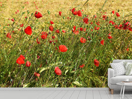 photo-wallpaper-the-poppy-in-the-wind