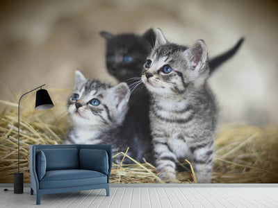 photo-wallpaper-kitten-trio