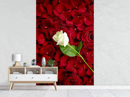 photo-wallpaper-bed-of-roses