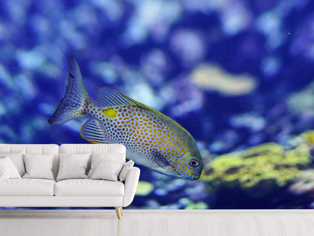 photo-wallpaper-a-fish-in-the-aquarium