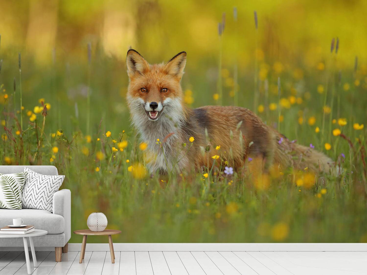 photo-wallpaper-red-fox-xkh