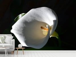 photo-wallpaper-wonderful-calla