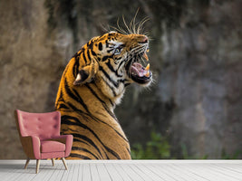 photo-wallpaper-attention-tiger